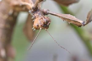 head of a praying mantis, lurking on a branch photo