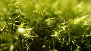 Moss as background in close-up photo