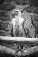 retrato de un buitre gris en blanco y negro. pájaro grande, gris, plumas blancas foto