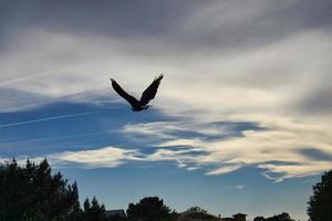 un águila calva tiro detallado. ave graciosa y orgullosa. foto