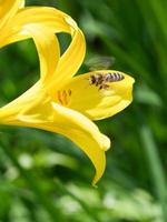 Honey bee collecting nectar in flight on a yellow lily flower. Busy insect. photo