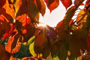 Sun rays in autumn shine through colored leaves on tree. Trees in the background photo