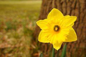 narcisos en tiempo de pascua en un prado. flores blancas amarillas brillan contra la hierba verde. foto