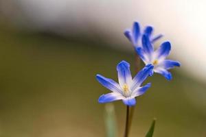 el jacinto estrella común son flores tempranas que anuncian la primavera. Florece en Semana Santa. foto