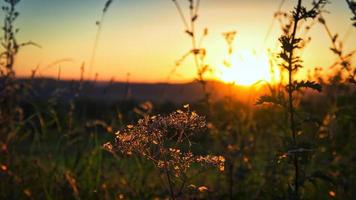 Sunset in Saarland on a meadow with trees and view into the valley. photo