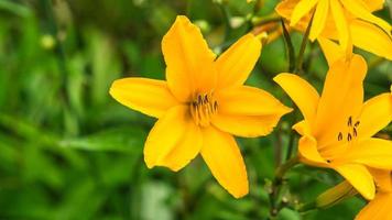 gorgeous yellow lily with beautiful bokeh on a green meadow. photo