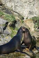 sea seals playing in berlin zoo photo