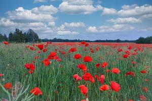 The corn poppy shines in a red blaze of color. The delicate flowers in the cornfield. photo