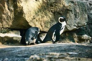 Penguin on rocks. Small water bird. Black and white plumage of sea bird. Animal photo