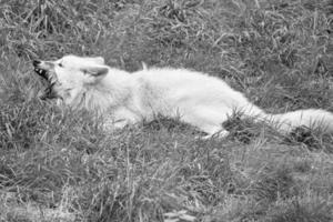 Young white wolf, in black white taken in the wolf park Werner Freund. photo