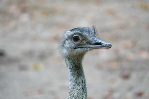 avestruz pájaro con mirada divertida. pájaro grande de África. cuello largo y pestañas largas foto