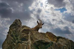 ibex acostado sobre una roca en la naturaleza. cuerno grande en el mamífero. un ungulado de las montañas foto