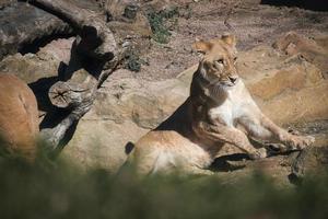 joven leona acostada sobre una piedra con vista al espectador. foto animal de depredador