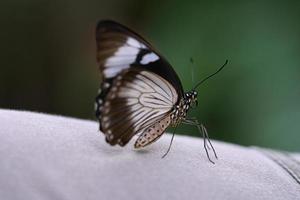 exotic butterfly on a leaf. delicate and colorful butterfly. photo