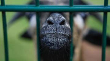 a goat in portrait where the snout is stretched towards. photo
