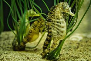 seahorse pair in sea grass. interesting to watch. photo