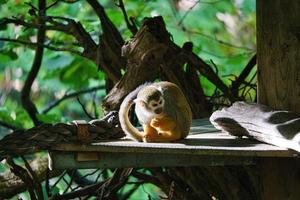 Squirrel monkey sitting on a platform and taking food. On a tree wrapped in leaves photo