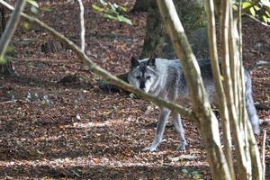 Siberian wolf, with eye contact. portrait of the predator. photo