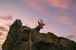 ibex acostado sobre una roca en la naturaleza. cuerno grande en el mamífero. un ungulado de las montañas foto