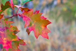 Colored autumn leaves on a pointer in red. Autumn leaves in the park. Trees background photo