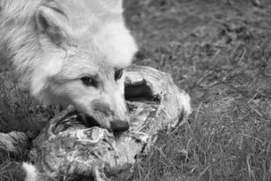 joven lobo blanco, en blanco y negro tomado en el wolfspark werner freund mientras se alimenta.