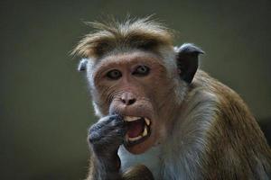 mono rhesus sentado en una rama y orinando en sus dientes. foto animal de un mamifero