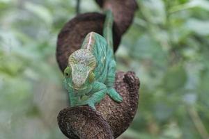 Chameleon on a branch with eye contact with the viewer. green, yellow red scales photo