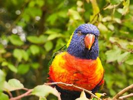 lorikeet también llamado lori para abreviar, son aves parecidas a loros en plumaje colorido foto