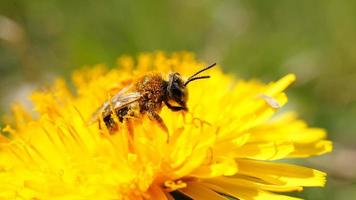 Honey bee on a flower collecting nectar. photo