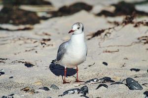 Seagull on the sandy beach of zingst. photo