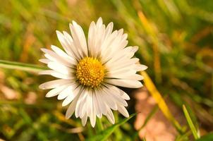 Daisies on a meadow. White pink flowers in the green meadow. Flowers photo