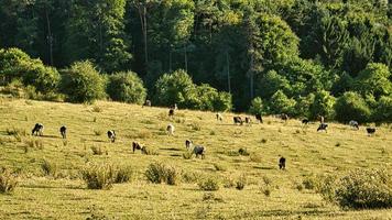 rebaño de vacas en un prado. fotografía de animales en verano. foto