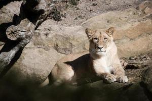 Young lioness lying on a stone with view to the viewer. Animal photo of predator