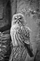 a sparrow owl on a tree trunk. the gaze is directed at the viewer. beautiful plumage photo