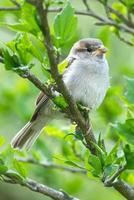 sparrow sitting on a branch in the bush with green leaves in summer. songbird photo