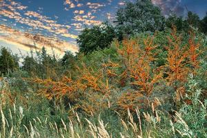 Sea buckthorn bush on the beach transition to the Baltic Sea. Vitamin C photo