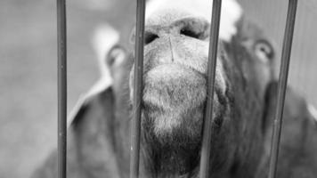 a goat in portrait where the snout is stretched towards. in black white photo