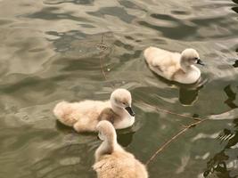 Chicks mute swan swimming in the water. Fluffy feathers of the small waterfowl photo