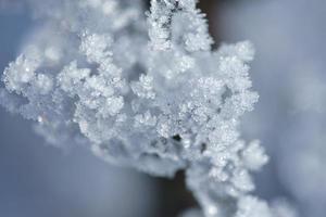 Ice crystals formed on a branch and point in all directions. Structural and bizarre shapes were formed. photo