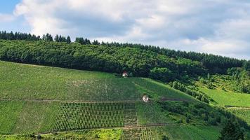 viñedos en saarburg en saarland. vista de los viñedos foto