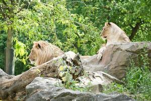 pareja de leones tirados en una roca. depredadores relajados mirando a lo lejos. Gato grande. foto