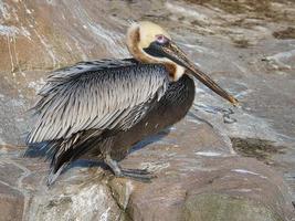 pelican recorded on a rock. large seabird with richly textured plumage. photo