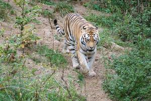 Tiger between trees and rock. Striped coat of elegant predators. Big cat from Asia photo