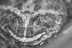 giant frog sitting in his hole in the ground photo