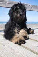 goldendoodle lying on the Baltic Sea by the sea. Goldendoodle in black and tan. photo