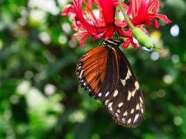 colorful butterfly on a leaf, flower. elegant and delicate photo