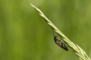 crawling beetle on a flower in macro photography. photo