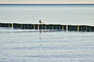 Groynes jutting into the Baltic Sea. Seagulls sit on the groynes. Landscape by the sea. photo