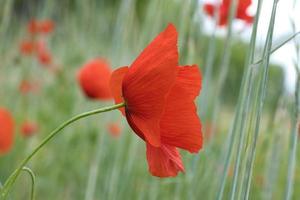 gossip poppies in a summer meadow. splashes of color in red. the delicate petals isolated. photo