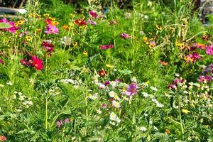 Flower meadow with different colored flowers. Spring and summer flower meadow. photo